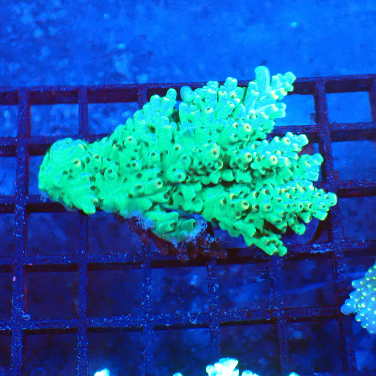Acropora (SPS) AA014 | Acropora sp. at Red Sea 20k →