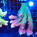 Acropora (SPS) AA015 | Acropora sp. - Red Sea 20K LED