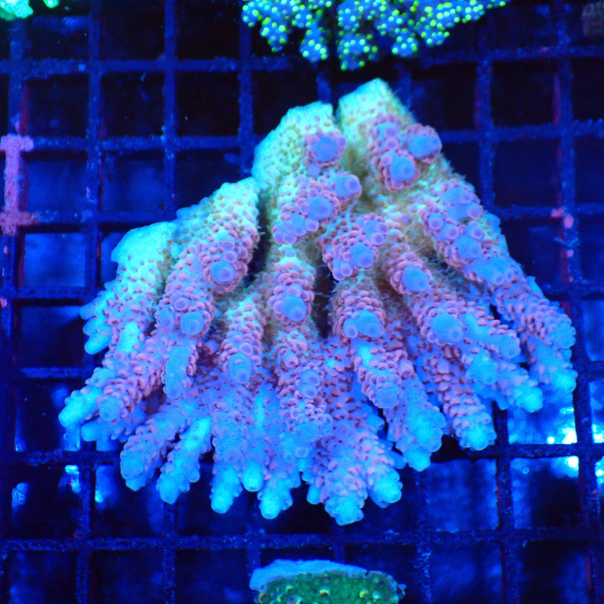 Acropora (SPS) AA016 | Acropora sp. at Red Sea 20k →