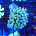 Acropora (SPS) AA017 | Acropora sp. - Red Sea 20K LED