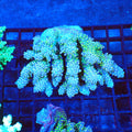 Acropora (SPS) AA018 | Acropora sp. - Red Sea 20K LED