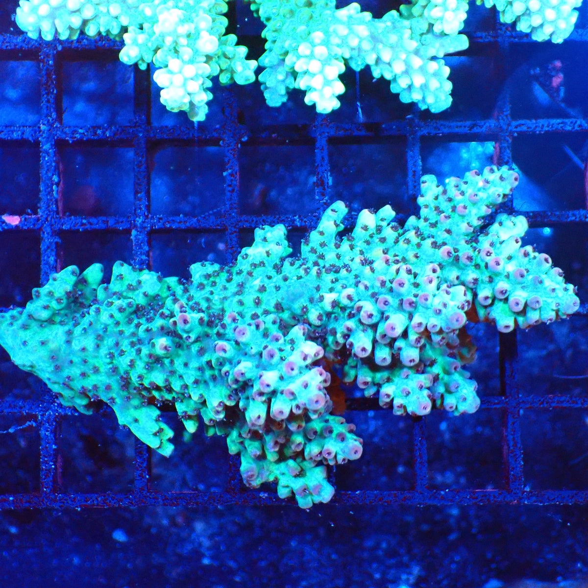 Acropora (SPS) AA019 | Acropora sp. - Red Sea 20K LED