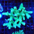 Acropora (SPS) AA020 | Acropora sp. - Red Sea 20K LED