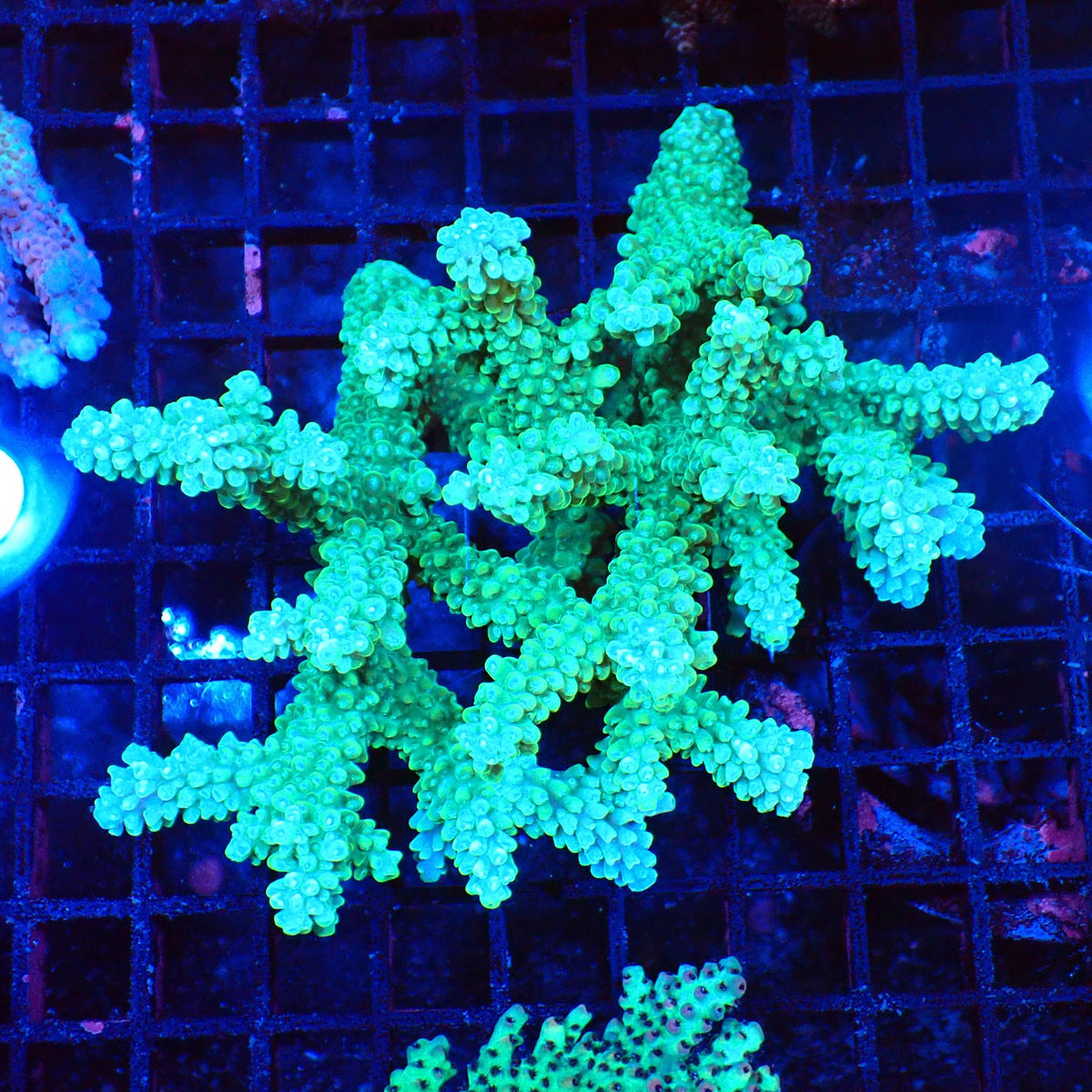 Acropora (SPS) AA020 | Acropora sp. at Red Sea 20k →