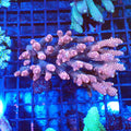 Acropora (SPS) AA021 | Acropora sp. - Red Sea 20K LED