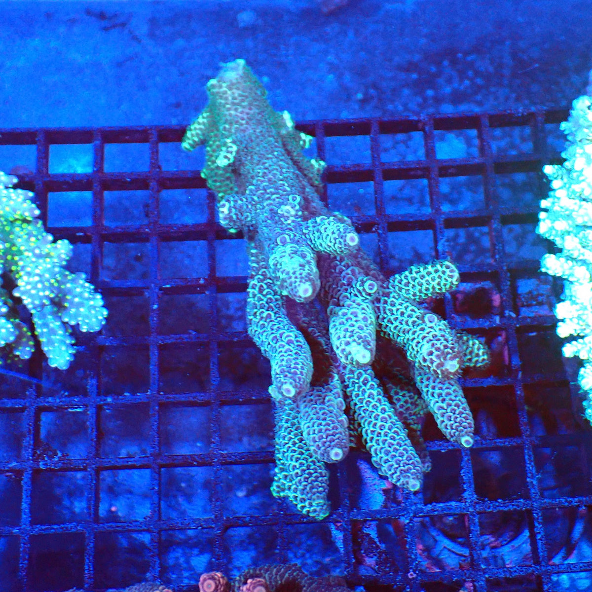 Acropora (SPS) AA022 | Acropora sp. - Red Sea 20K LED