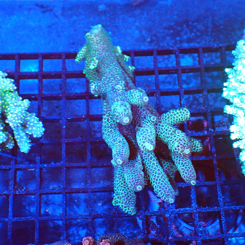 Acropora (SPS) AA022 | Acropora sp. - Red Sea 20K LED