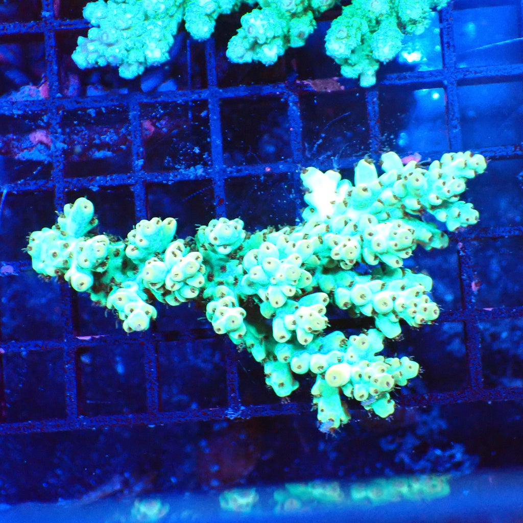 Acropora (SPS) AA023 | Acropora sp. - Red Sea 20K LED