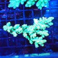 Acropora (SPS) AA023 | Acropora sp. - Red Sea 20K LED