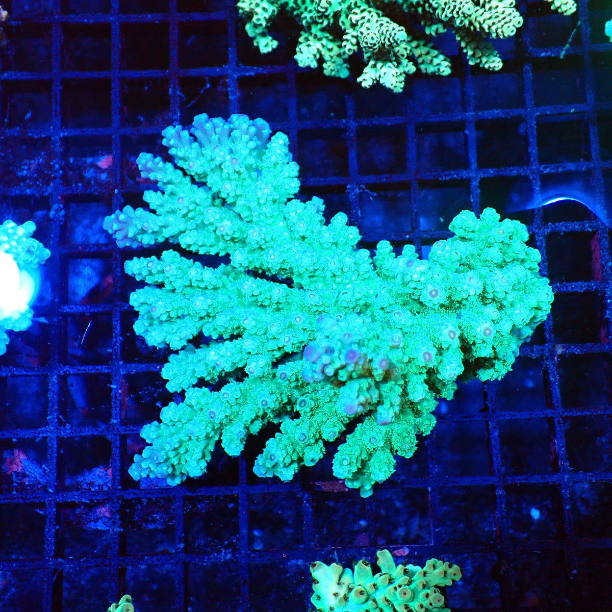 Acropora (SPS) AA024 | Acropora sp. at Red Sea 20k →