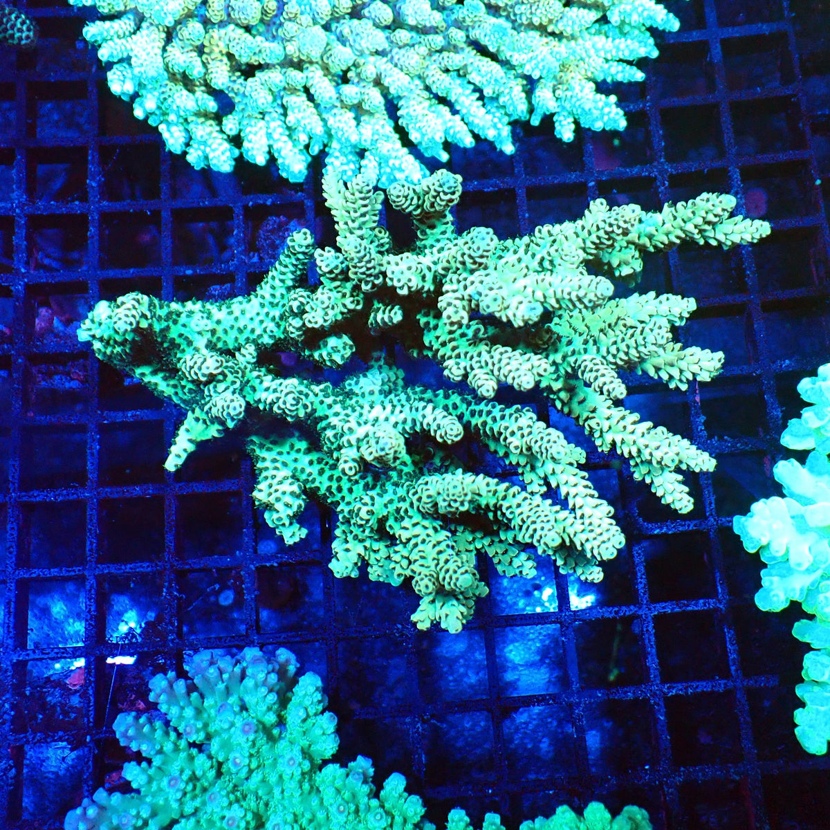 Acropora (SPS) AA025 | Acropora sp. at Red Sea 20k →
