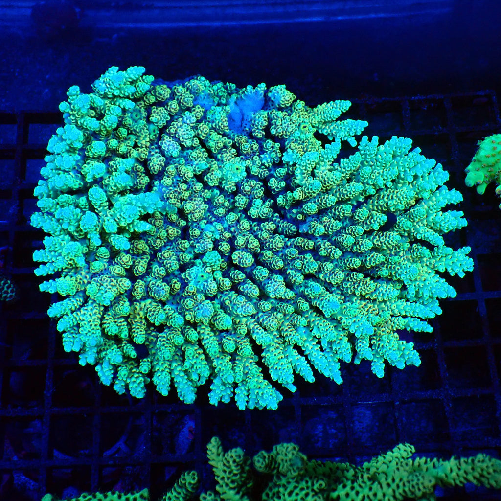 Acropora (SPS) AA026 | Acropora sp. - Red Sea 20K LED