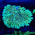 Acropora (SPS) AA026 | Acropora sp. - Red Sea 20K LED