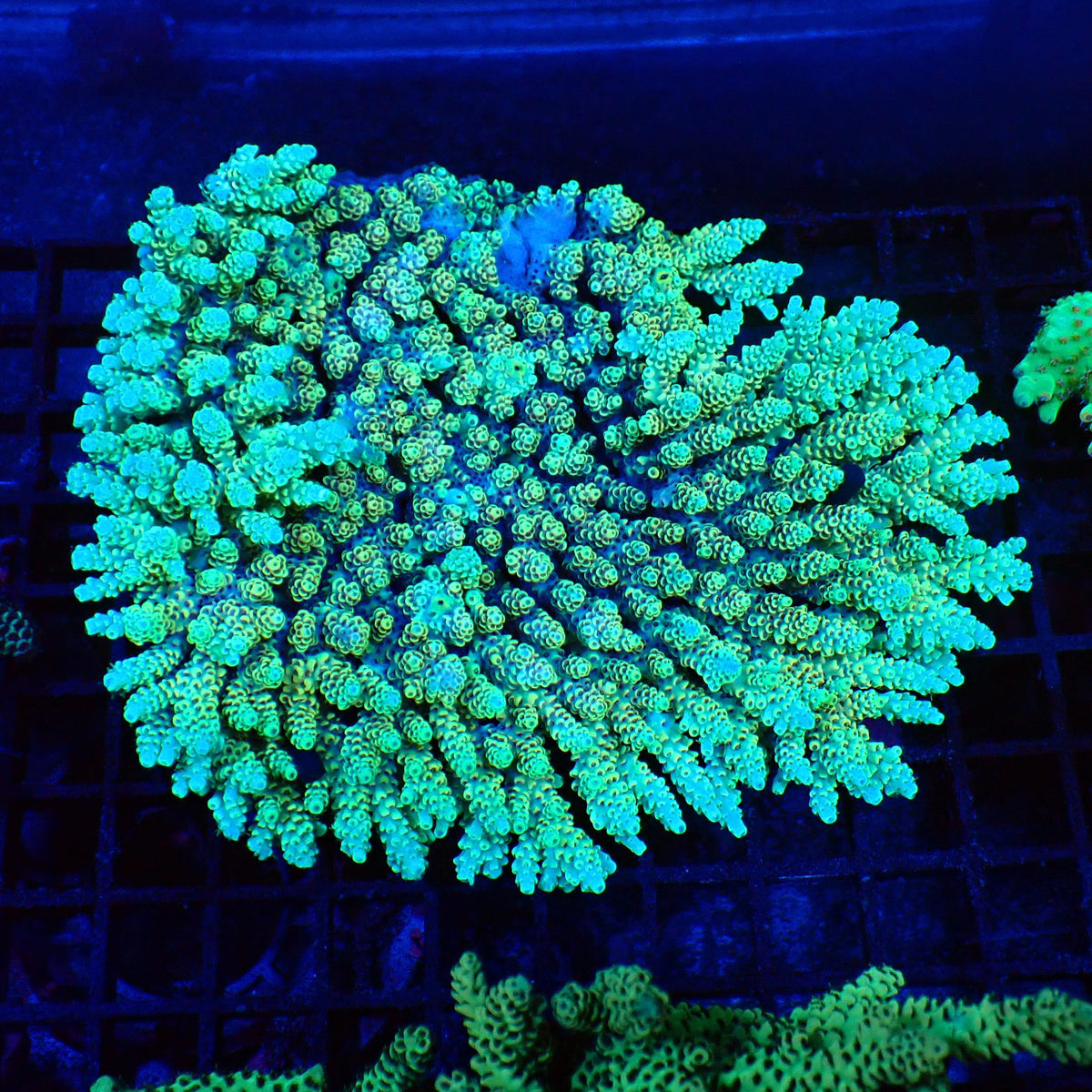 Acropora (SPS) AA026 | Acropora sp. at Red Sea 20k →