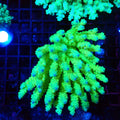 Acropora (SPS) AA027 | Acropora sp. - Red Sea 20K LED