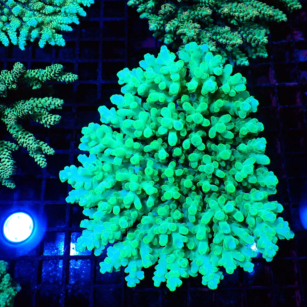 Acropora (SPS) AA028 | Acropora sp. - Red Sea 20K LED