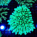 Acropora (SPS) AA028 | Acropora sp. - Red Sea 20K LED