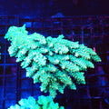 Acropora (SPS) AA029 | Acropora sp. - Red Sea 20K LED