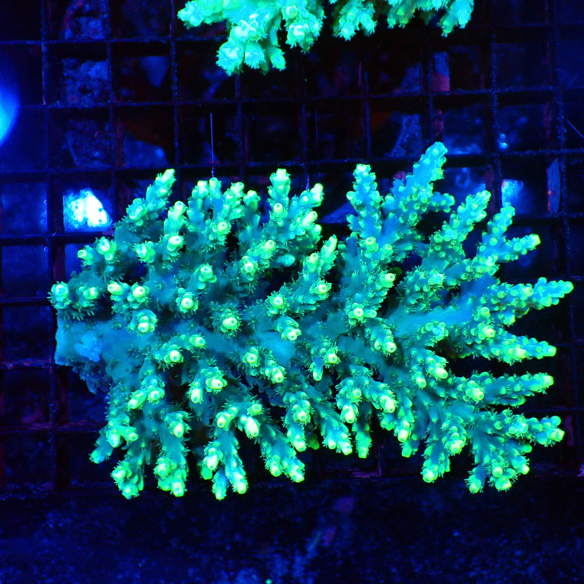 Acropora (SPS) AA030 | Acropora sp. at Red Sea 20k →