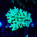 Acropora (SPS) AA031 | Acropora sp. - Red Sea 20K LED