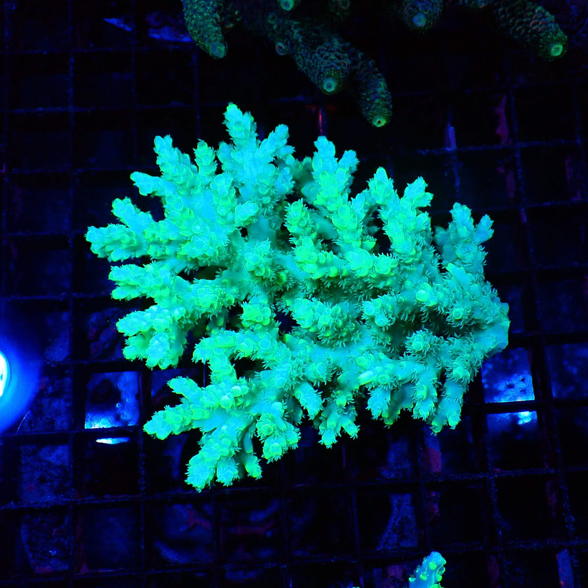 Acropora (SPS) AA031 | Acropora sp. - Red Sea 20K LED