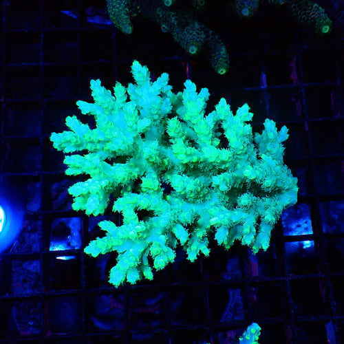 Acropora (SPS) AA031 | Acropora sp. - Red Sea 20K LED