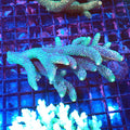 Acropora (SPS) AA032 | Acropora sp. - Red Sea 20K LED