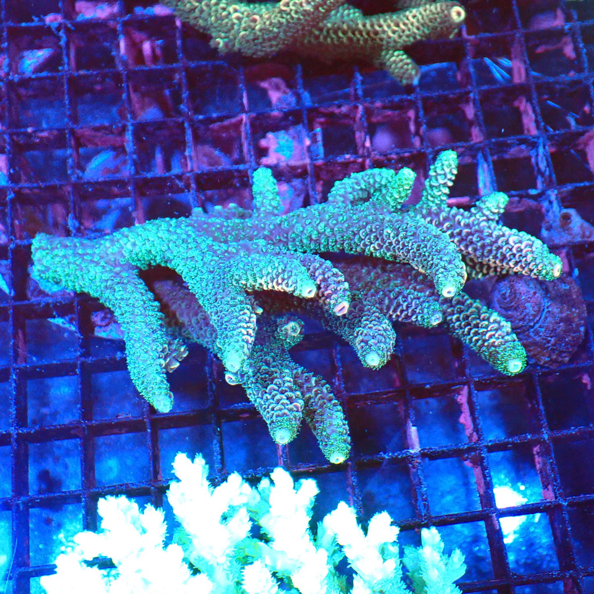 Acropora (SPS) AA032 | Acropora sp. at Red Sea 20k →