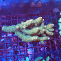 Acropora (SPS) AA033 | Acropora sp. - Red Sea 20K LED