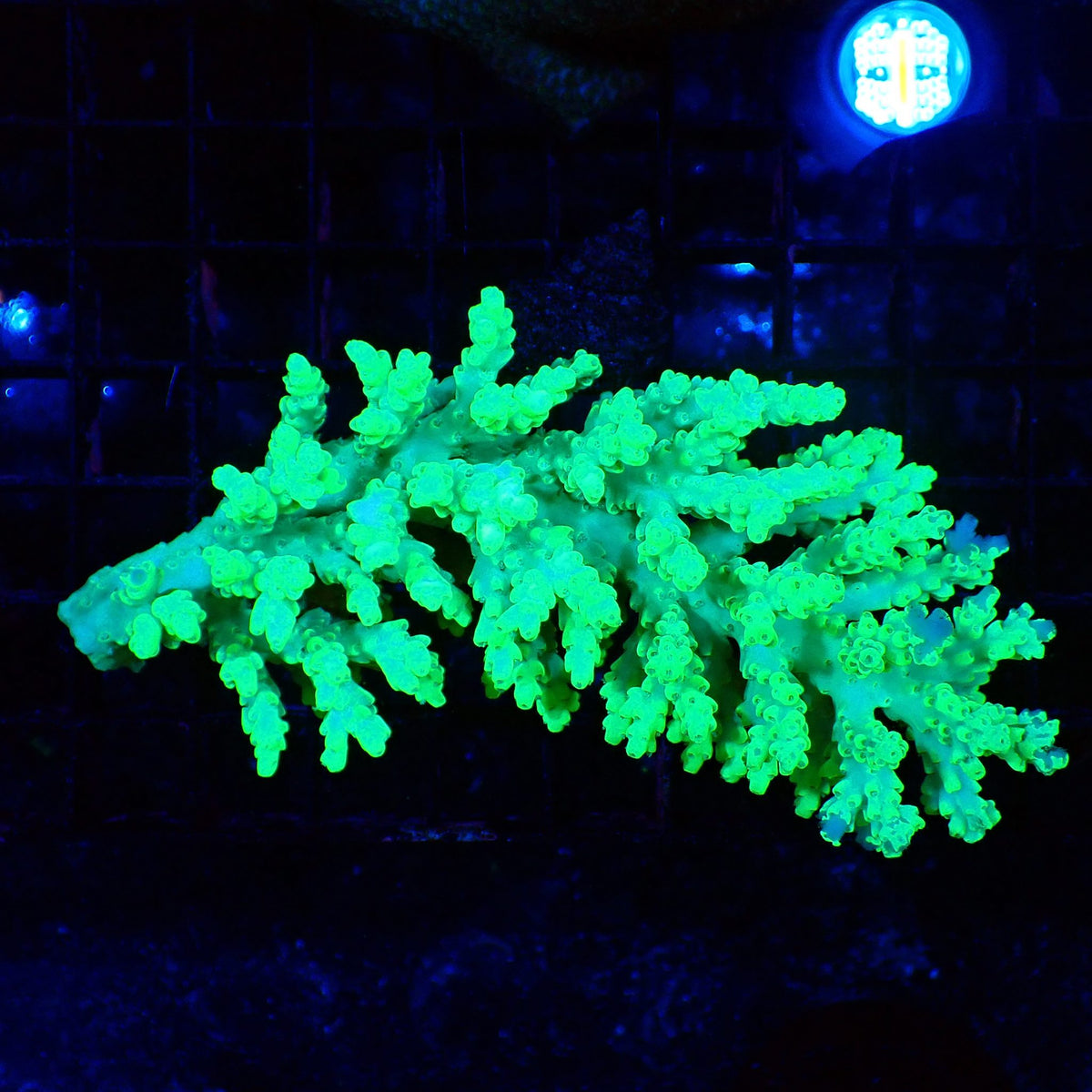 Acropora (SPS) AA034 | Acropora sp. at Red Sea 20k →