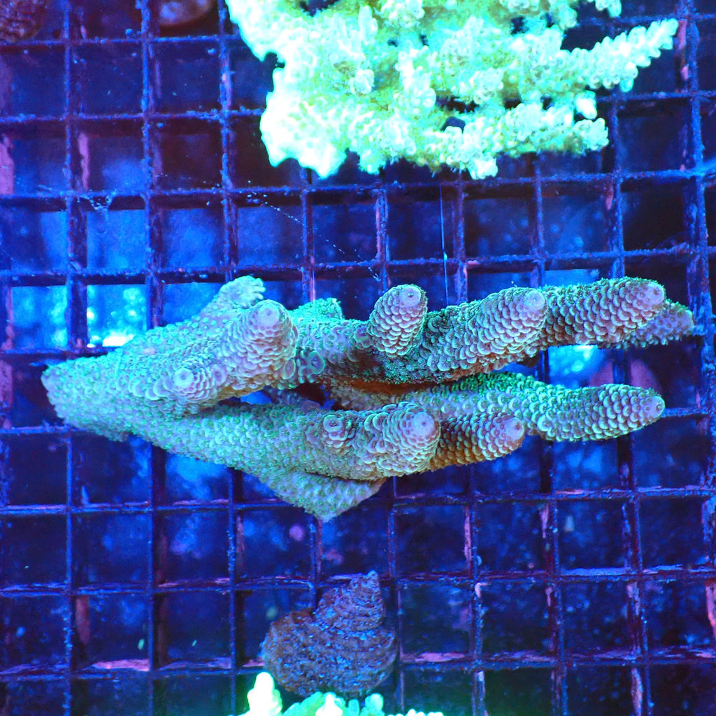 Acropora (SPS) AA035 | Acropora sp. - Red Sea 20K LED