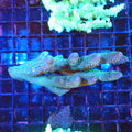 Acropora (SPS) AA035 | Acropora sp. - Red Sea 20K LED