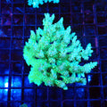 Acropora (SPS) AA036 | Acropora sp. - Red Sea 20K LED