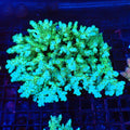 Acropora (SPS) AA037 | Acropora sp. - Red Sea 20K LED