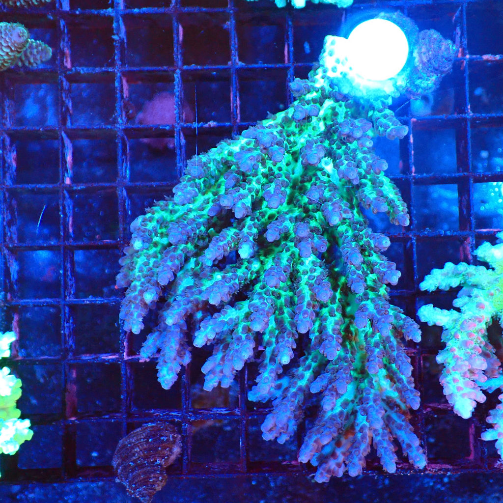 Acropora (SPS) AA038 | Acropora sp. - Red Sea 20K LED