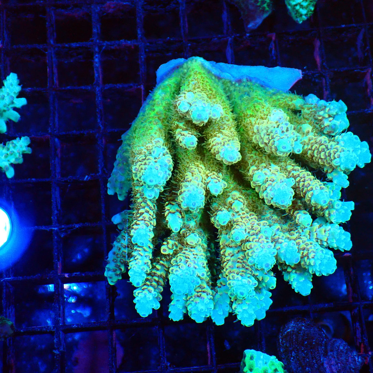 Acropora (SPS) AA039 | Acropora sp. - Red Sea 20K LED