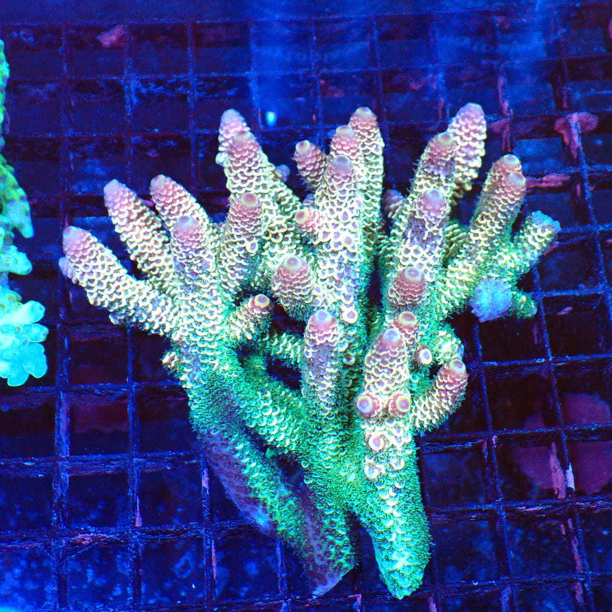 Acropora (SPS) AA040 | Acropora sp. at Red Sea 20k →