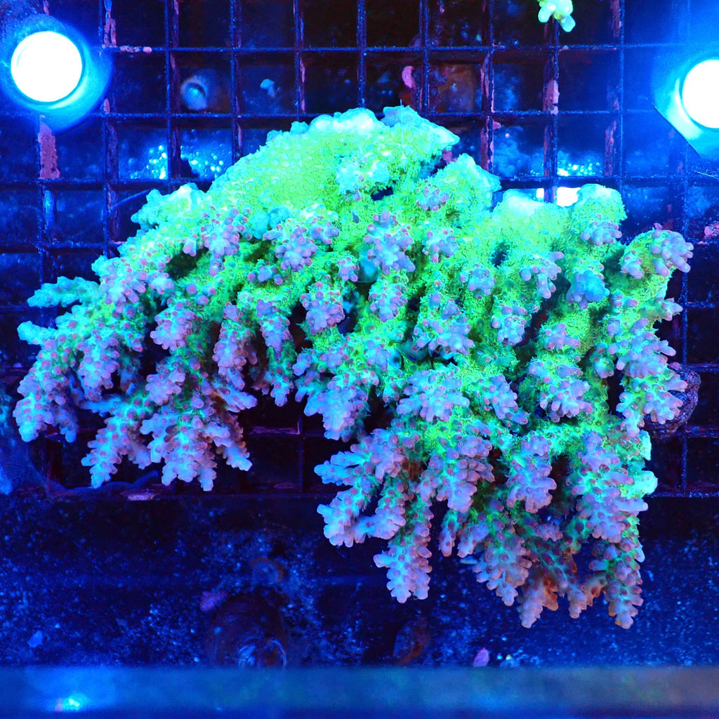 Acropora (SPS) AA041 | Acropora sp. - Red Sea 20K LED