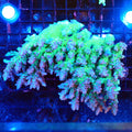 Acropora (SPS) AA041 | Acropora sp. - Red Sea 20K LED