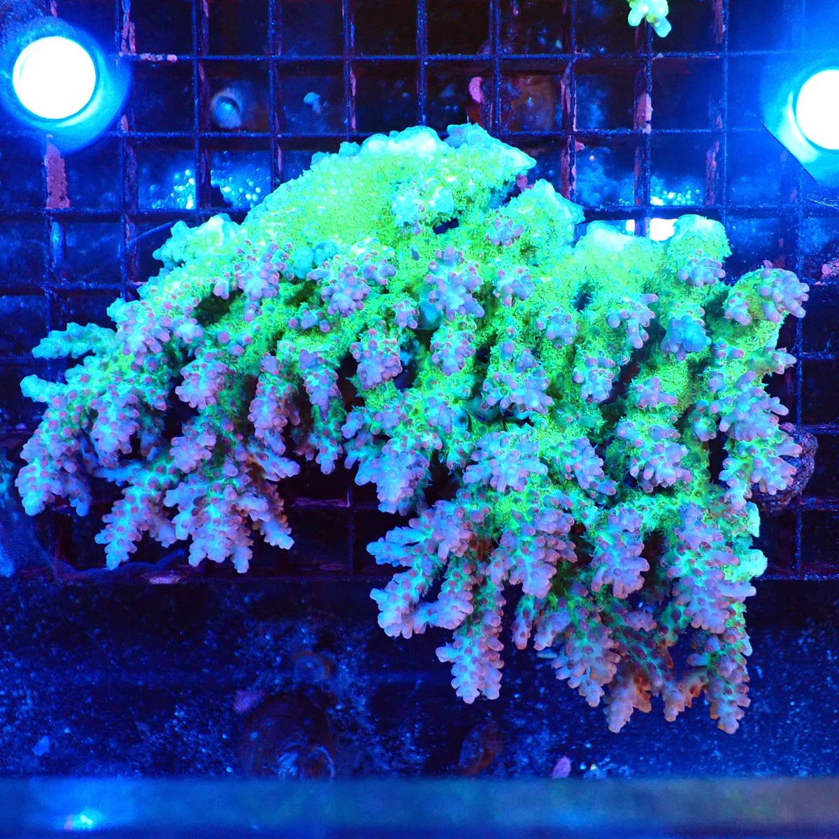 Acropora (SPS) AA041 | Acropora sp. - Red Sea 20K LED