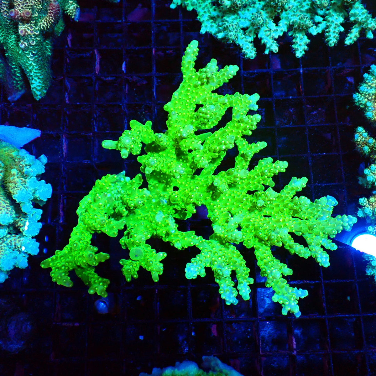 Acropora (SPS) AA042 | Acropora sp. at Red Sea 20k →