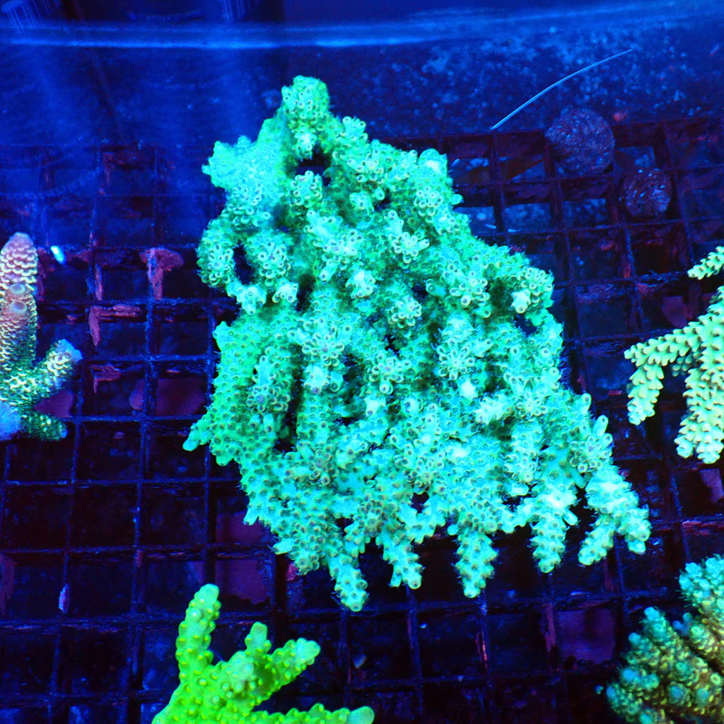 Acropora (SPS) AA043 | Acropora sp. - Red Sea 20K LED
