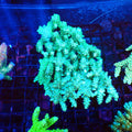 Acropora (SPS) AA043 | Acropora sp. - Red Sea 20K LED