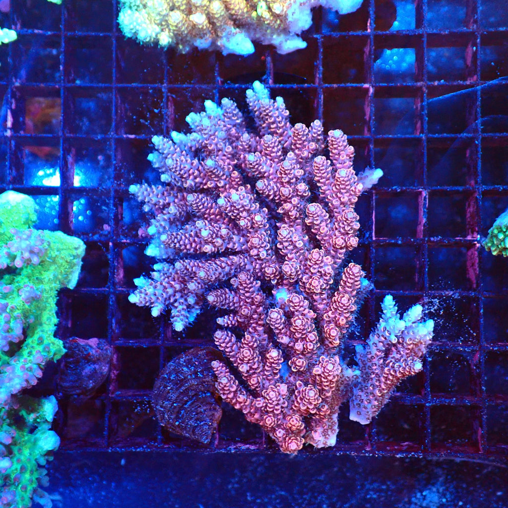 Acropora (SPS) AA044 | Acropora sp. - Red Sea 20K LED