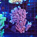 Acropora (SPS) AA044 | Acropora sp. - Red Sea 20K LED