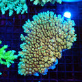 Acropora (SPS) AA045 | Acropora sp. - Red Sea 20K LED
