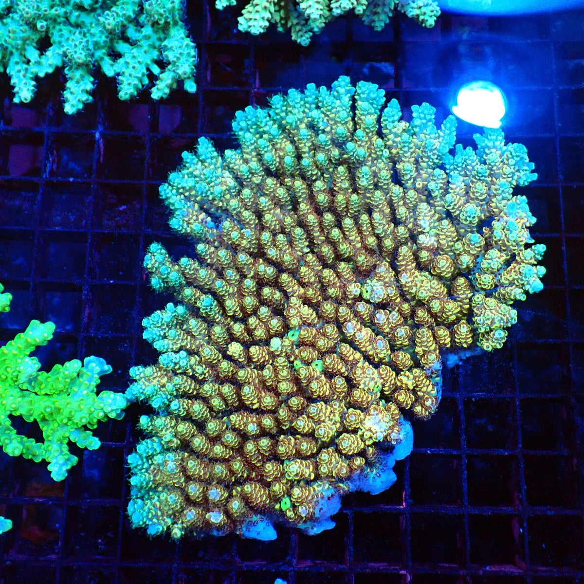Acropora (SPS) AA045 | Acropora sp. at Red Sea 20k →