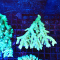 Acropora (SPS) AA046 | Acropora sp. - Red Sea 20K LED