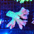 Acropora (SPS) AA047 | Acropora sp. - Red Sea 20K LED