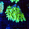 Acropora (SPS) AA048 | Acropora sp. - Red Sea 20K LED